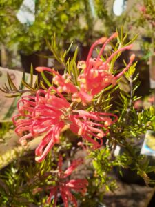 good earth grevillia